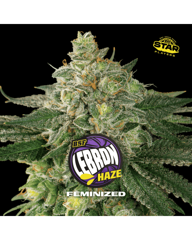 lebron-haze.jpg