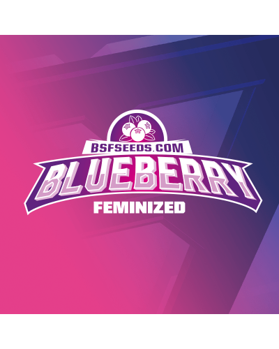 Blueberry Fem