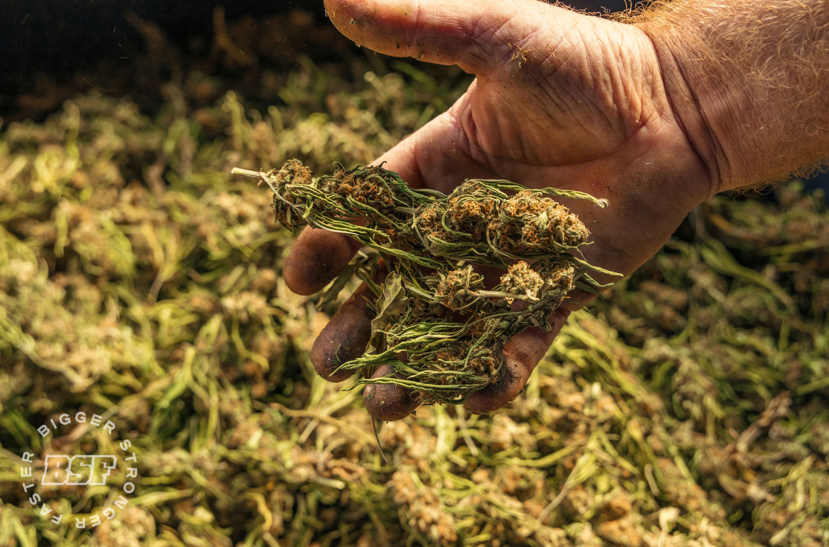 ¿Cuándo cosechar cannabis?