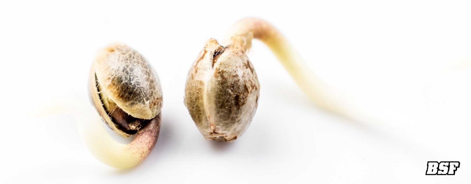Pequeñas semillas, grandes aventuras: La guía paso a paso para una germinación perfecta.