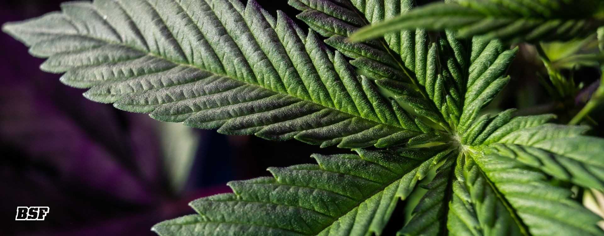 Inicio vegetativo: la base de un cultivo fuerte y explosivo Inicio vegetativo: la base de un cultivo fuerte y explosivo