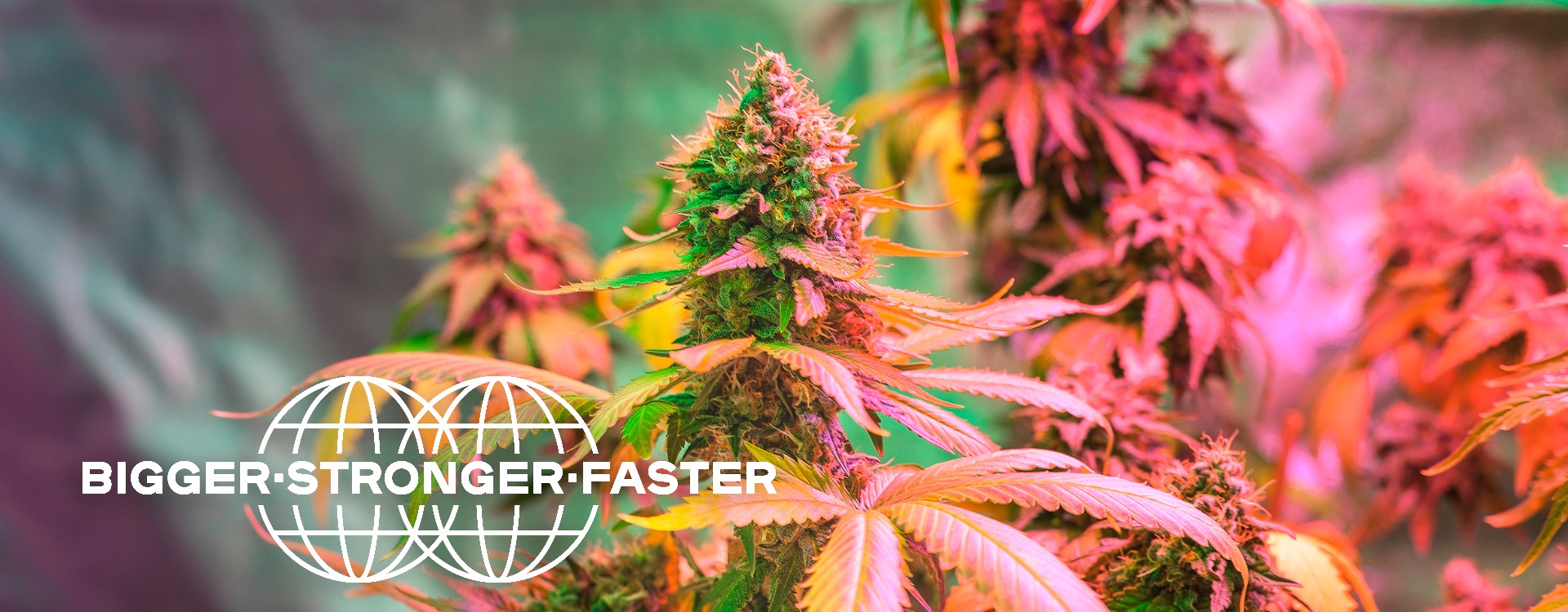 ¿Qué necesito para cultivar en interior?