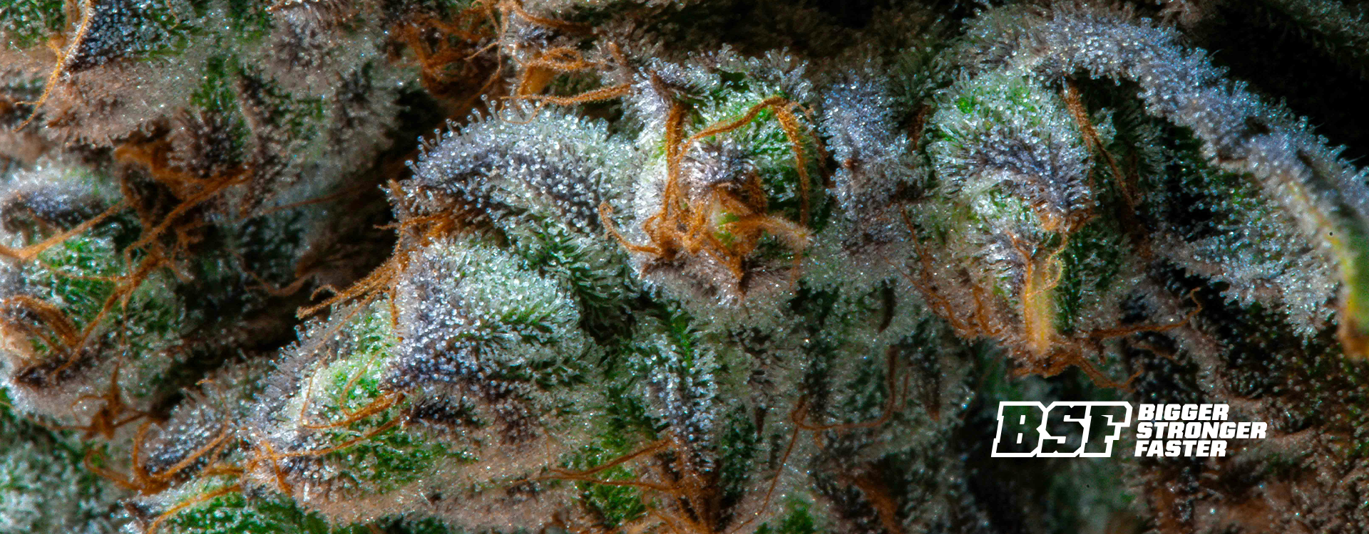 THC vs. CBD: ¿Cuál es la diferencia y cuál te conviene?