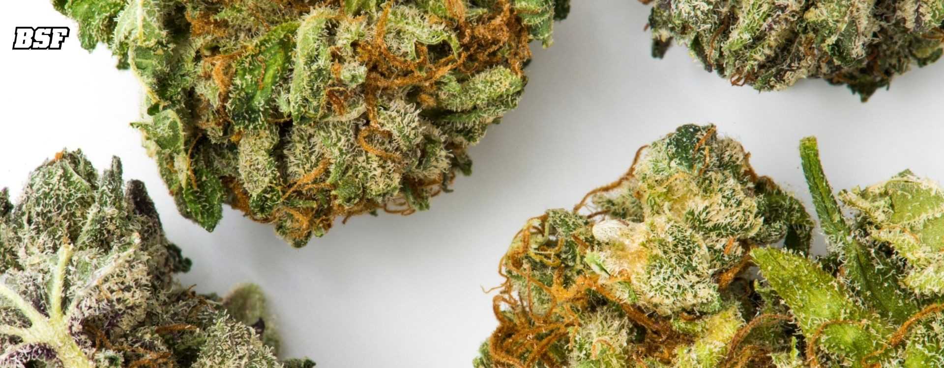 Almacenado de Cannabis: El arte Silencioso que Protege tu Cosecha