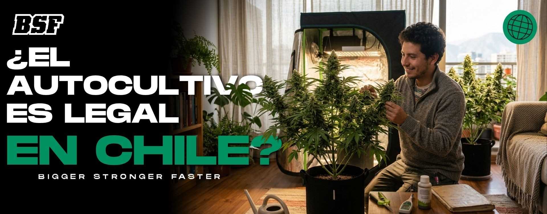 ¿Es legal el Autocultivo en Chile?
