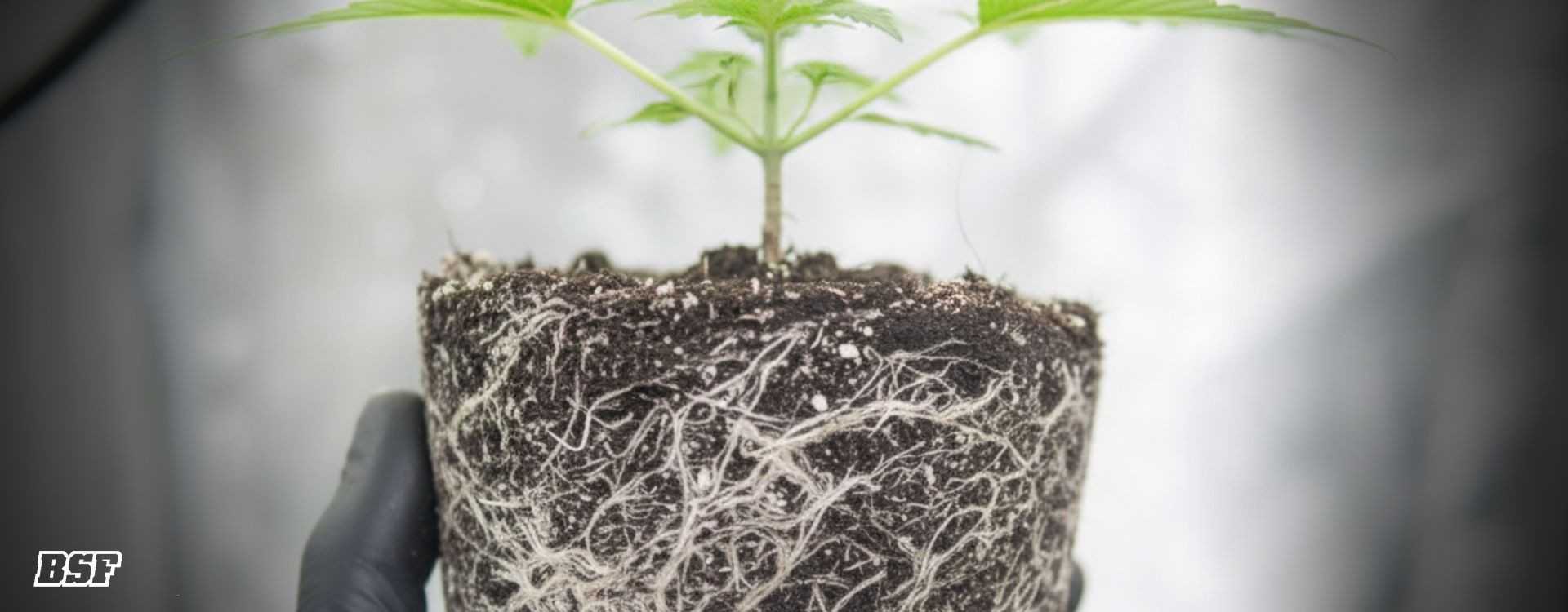 Lavado de raíces en cannabis: el último esfuerzo antes de una gran cosecha