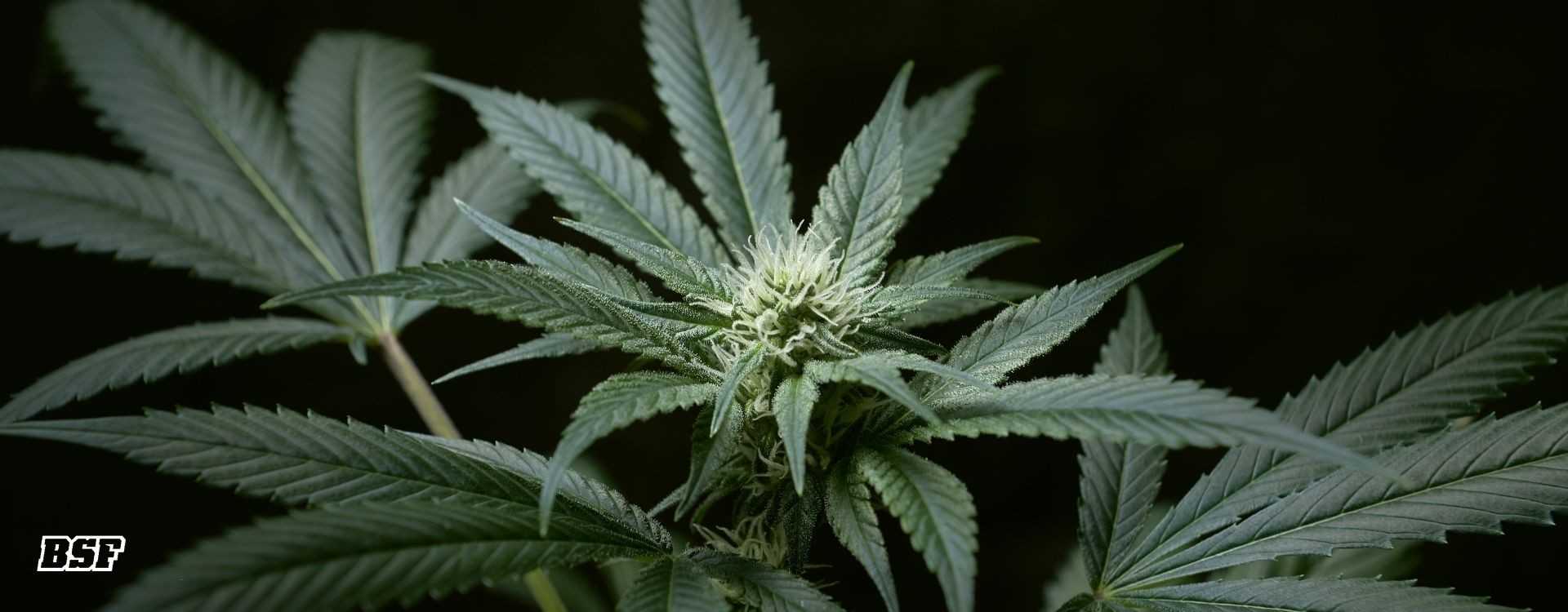 La fase de Pre flora: el instante donde tu planta decide quién quiere ser La fase de Pre flora: el instante donde tu planta decide quién quiere ser