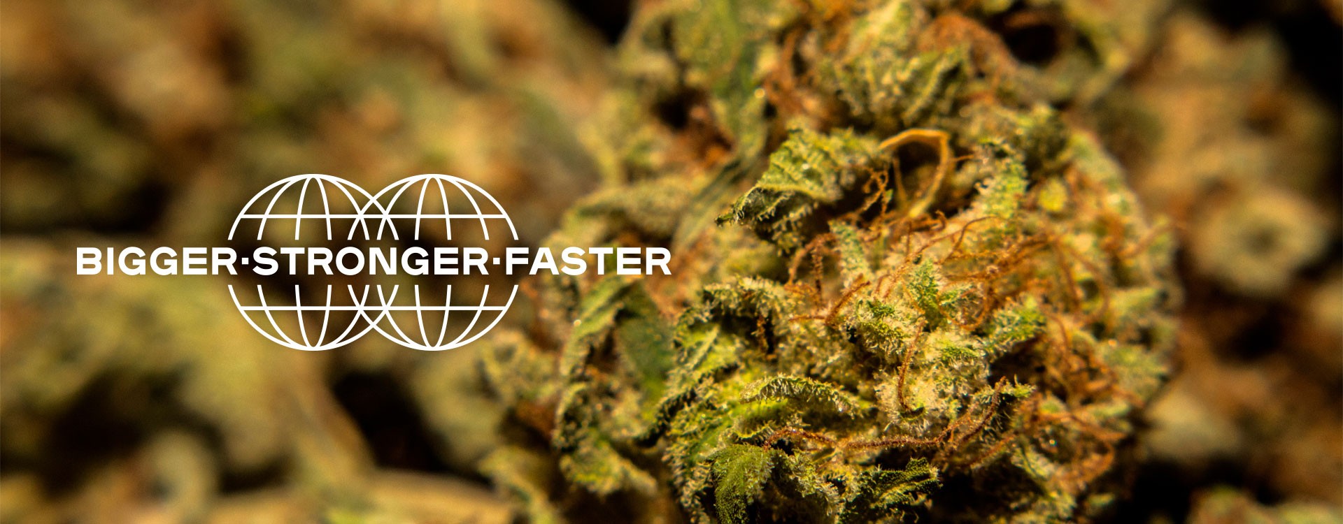 ¿Cómo cosechar cogollos densos de marihuana?