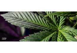 Inicio vegetativo: la base de un cultivo fuerte y explosivo