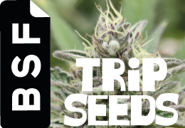 BSF x Trip Seeds, un viaje al interior de la genética.