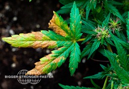 ¿Cómo prevenir las plagas en el cultivo de cannabis?