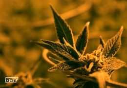 La fase de Pre flora: el instante donde tu planta decide quién quiere ser