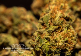 ¿Cómo cosechar cogollos densos de marihuana?