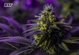 La magia comienza: guía completa de la fase de floración del cannabis en Chile