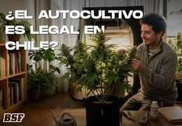 ¿Es legal el Autocultivo en Chile?