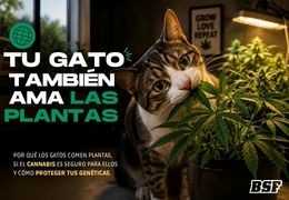 Agosto viene con bigotes, ronroneos y plantas mordisqueadas