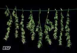 Secado y curado del cannabis: donde la magia realmente ocurre