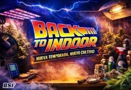 Back to Indoor: nueva temporada, nuevo cultivo cannábico en Chile
