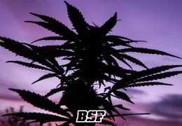 El secreto de un gran cultivo outdoor comienza con la genética correcta
