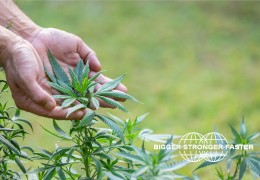Cultivo de Cannabis de Exterior