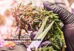 ¿Cómo manicurar cannabis?