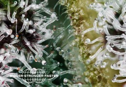 ¿Qué son los terpenos del cannabis?
