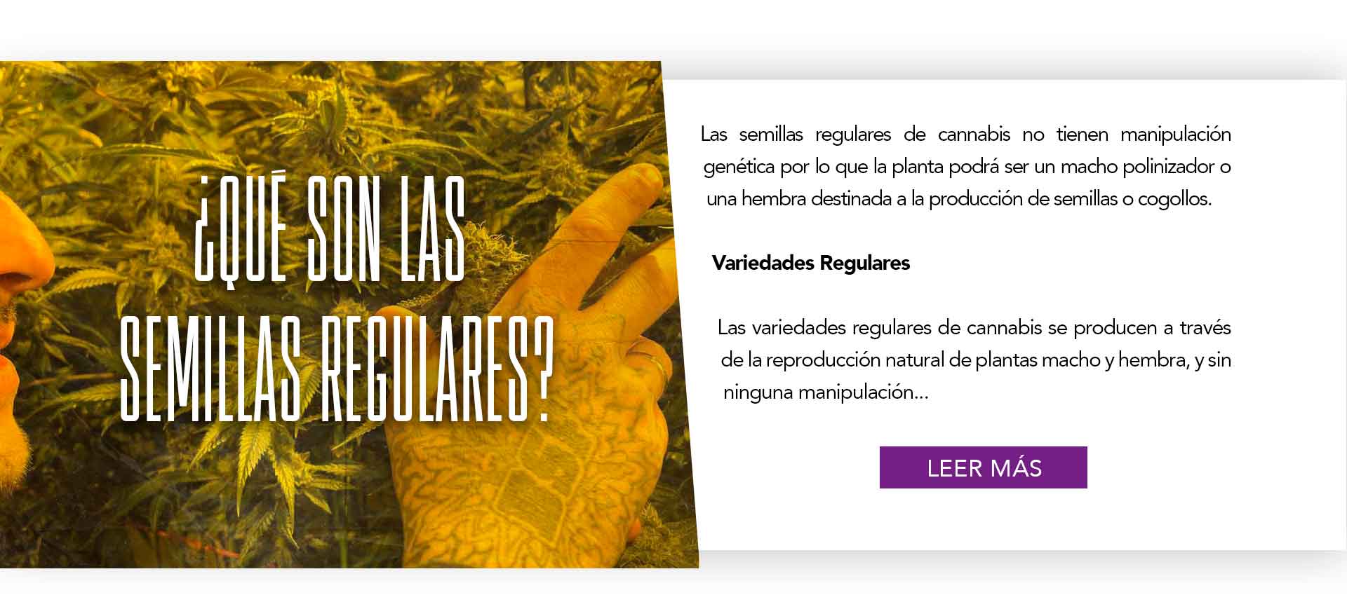 ¿QUÉ SON LAS VARIEDADES REGULARES DE CANNABIS?