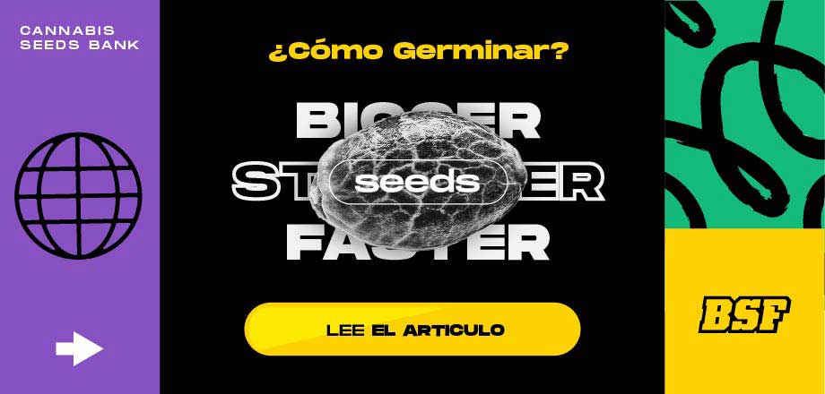 ¿Como germinar semillas de Marihuana?