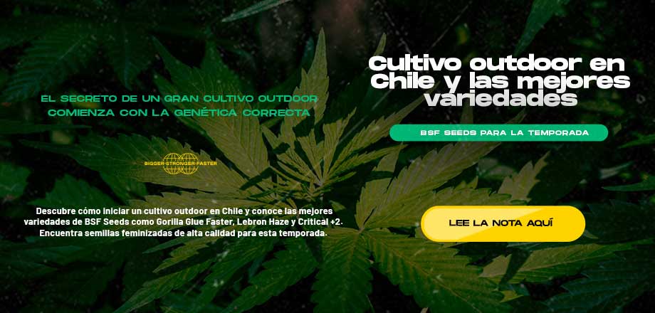 ¿Es legal el Autocultivo en Chile?